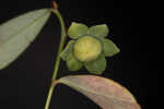 Florida leaf-flower